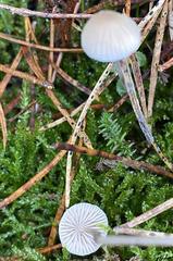 Mycena cinerella