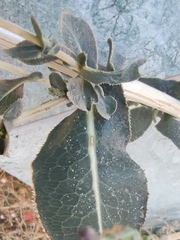 Lactuca aculeata