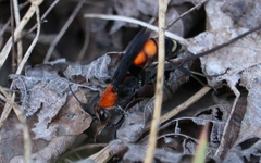 Psorthaspis sanguinea
