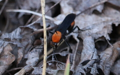 Psorthaspis sanguinea