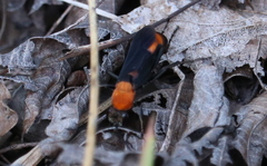 Psorthaspis sanguinea