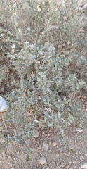Atriplex muelleri