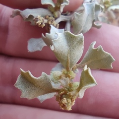 Atriplex muelleri