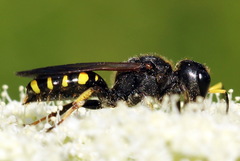 Ectemnius fossorius