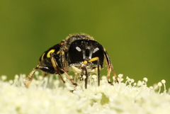 Ectemnius fossorius