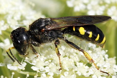 Ectemnius fossorius