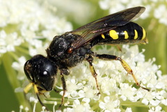 Ectemnius fossorius