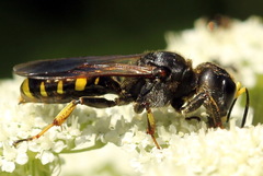 Ectemnius fossorius