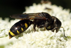 Ectemnius fossorius
