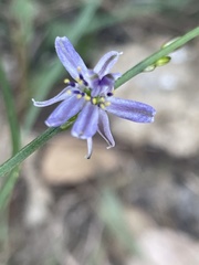 Caesia parviflora vittata
