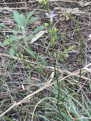 Caesia parviflora vittata