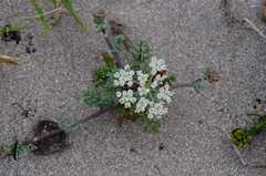 Dasispermum suffruticosum