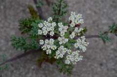 Dasispermum suffruticosum