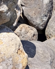 Acanthocercus annectans