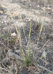 Bromus alopecuros