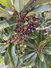 Daphniphyllum pentandrum