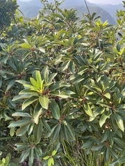 Daphniphyllum pentandrum