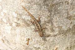 Lygodactylus tuberosus