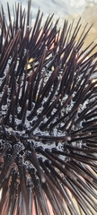 Arbacia lixula