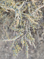 Anabasis articulata