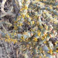 Anabasis articulata
