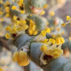 Anabasis articulata