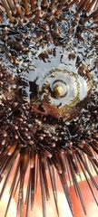 Arbacia lixula