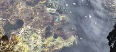 Arbacia lixula