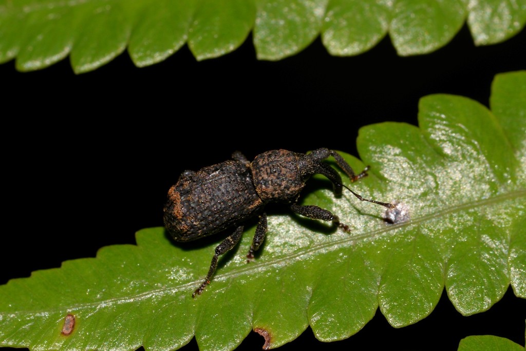 Syagrius