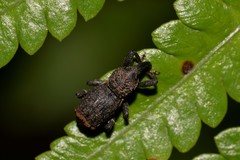 Syagrius squamipes
