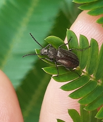 Coleoptera