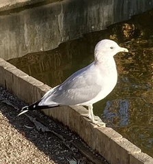 Larus canus