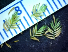 Cyperus pseudovegetus