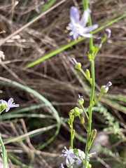 Caesia parviflora vittata