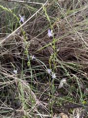 Caesia parviflora vittata