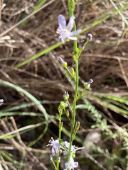 Caesia parviflora vittata