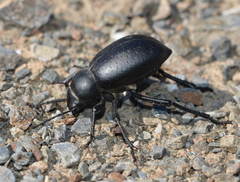 Pelorocnemis punctata