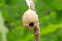 Gelis melanocephalus