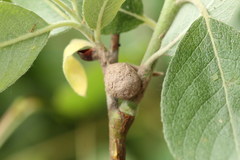 Gelis melanocephalus