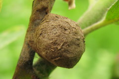 Gelis melanocephalus