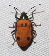 Tetrarthria variegata