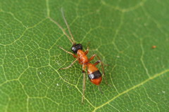 Gelis melanocephalus