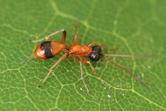 Gelis melanocephalus