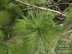 Pinus armandi mastersiana