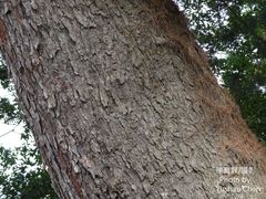 Pinus armandi mastersiana