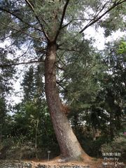 Pinus armandi mastersiana