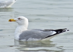 Larus michahellis