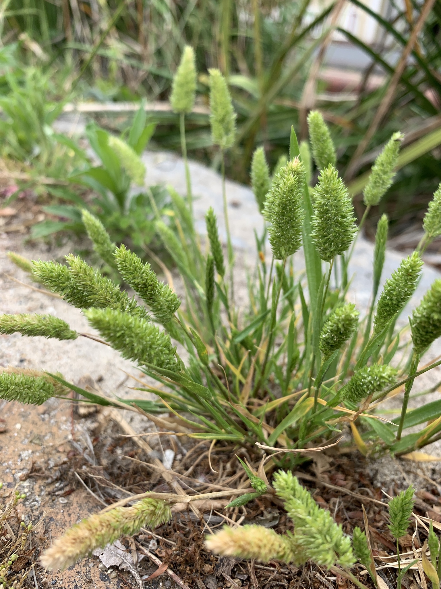 Rostraria cristata