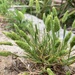 Rostraria cristata - Photo 由 Dave Richardson 所上傳的 (c) Dave Richardson，保留部份權利CC BY