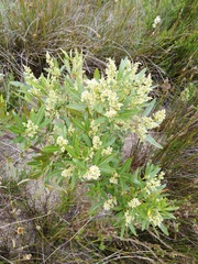 Searsia angustifolia